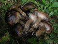 Hygrophorus camarophyllus
